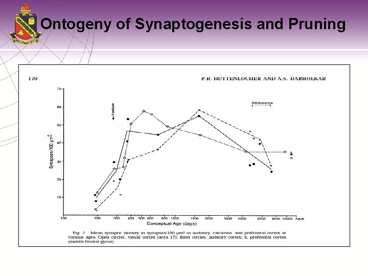 Ontogeny of Synaptogenesis and Pruning 