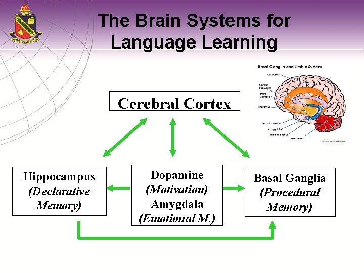 The Brain Systems for Language Learning Cerebral Cortex Hippocampus (Declarative Memory) Dopamine (Motivation) Amygdala