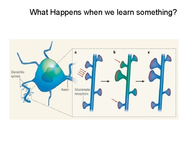 What Happens when we learn something? 