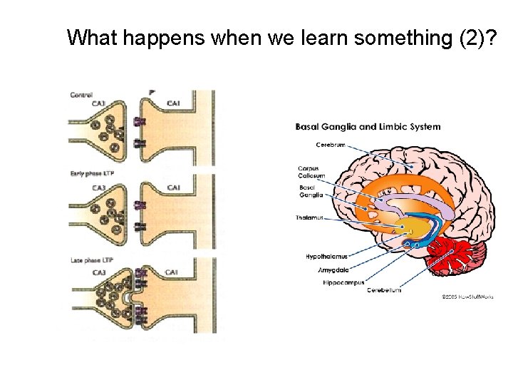 What happens when we learn something (2)? 