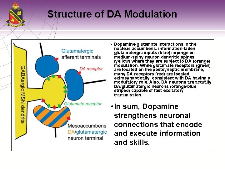 Structure of DA Modulation • Dopamine-glutamate interactions in the nucleus accumbens. information-laden glutamatergic inputs