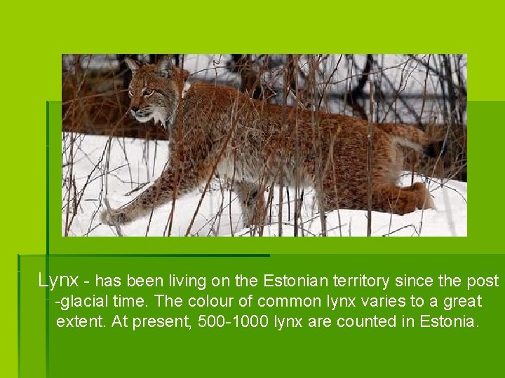 Lynx - has been living on the Estonian territory since the post -glacial time.