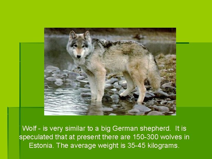 Wolf - is very similar to a big German shepherd. It is speculated that