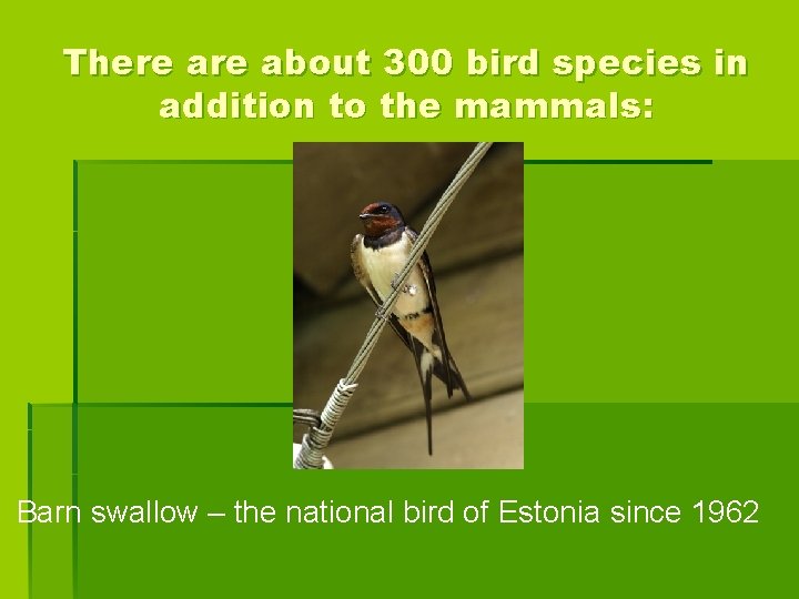 There about 300 bird species in addition to the mammals: Barn swallow – the