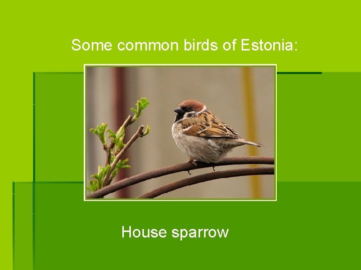 Some common birds of Estonia: House sparrow 