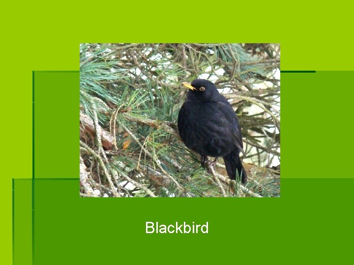 Blackbird 