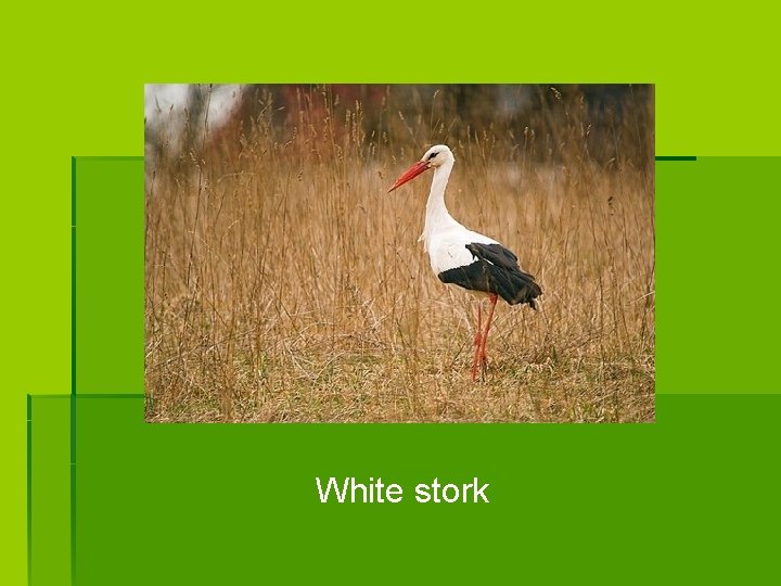 White stork 