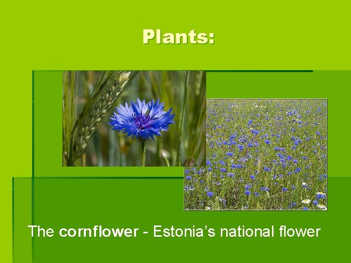 Plants: The cornflower - Estonia’s national flower 