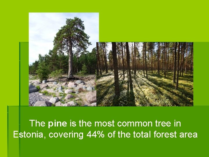 The pine is the most common tree in Estonia, covering 44% of the total