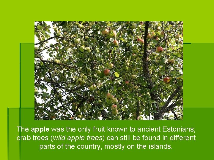 The apple was the only fruit known to ancient Estonians; crab trees (wild apple