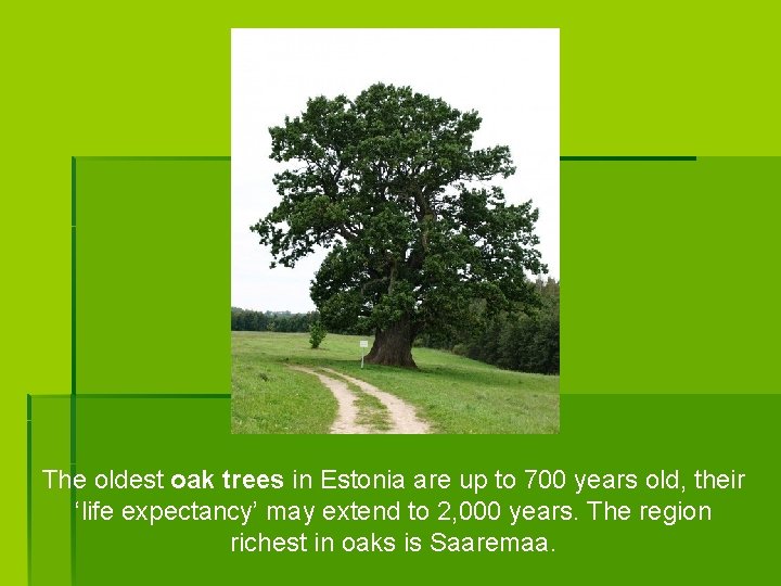 The oldest oak trees in Estonia are up to 700 years old, their ‘life