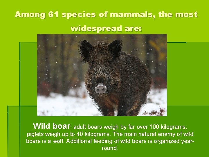 Among 61 species of mammals, the most widespread are: Wild boar: adult boars weigh