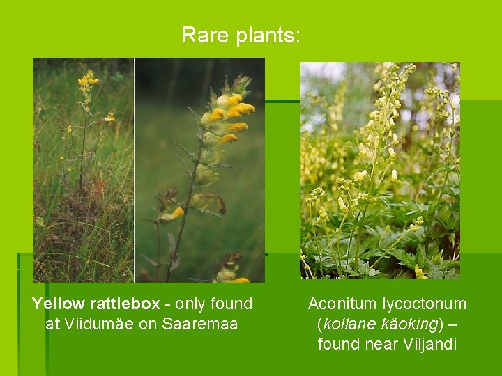 Rare plants: Yellow rattlebox - only found at Viidumäe on Saaremaa Aconitum lycoctonum (kollane