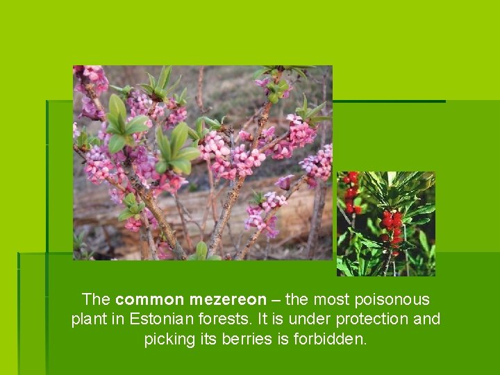 The common mezereon – the most poisonous plant in Estonian forests. It is under