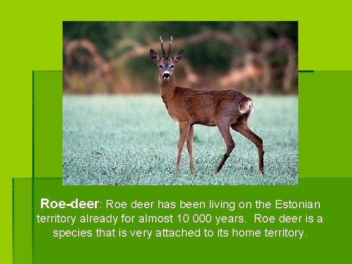 Roe-deer: Roe deer has been living on the Estonian territory already for almost 10
