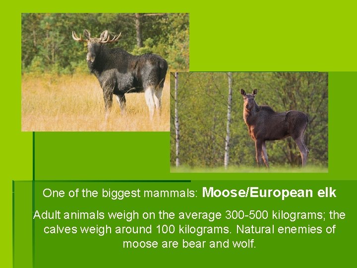 One of the biggest mammals: Moose/European elk Adult animals weigh on the average 300