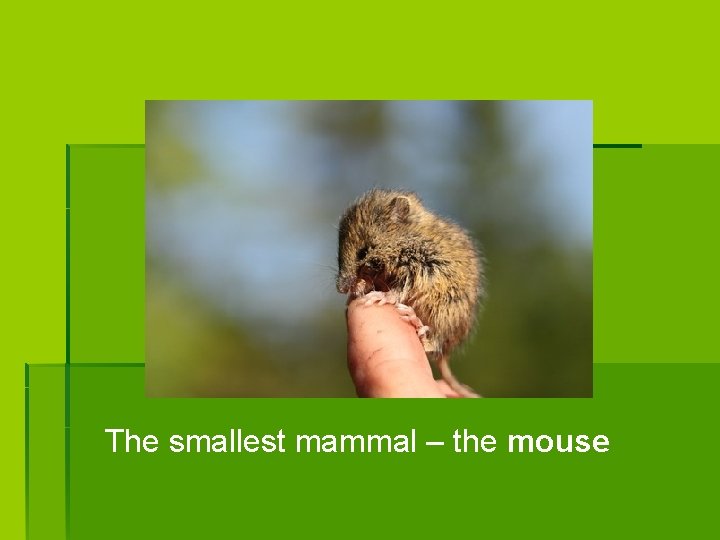 The smallest mammal – the mouse 