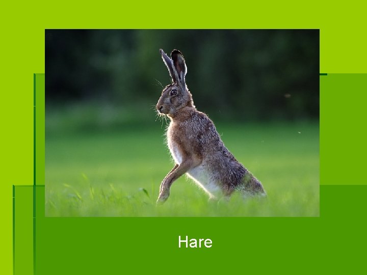 Hare 