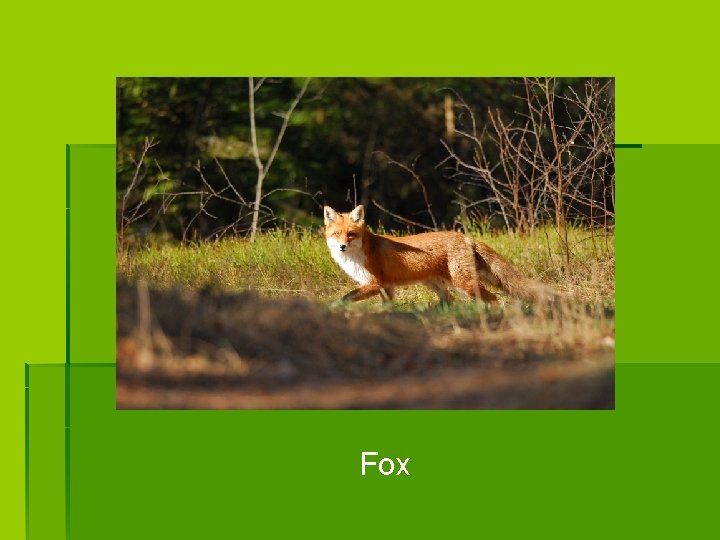Fox 