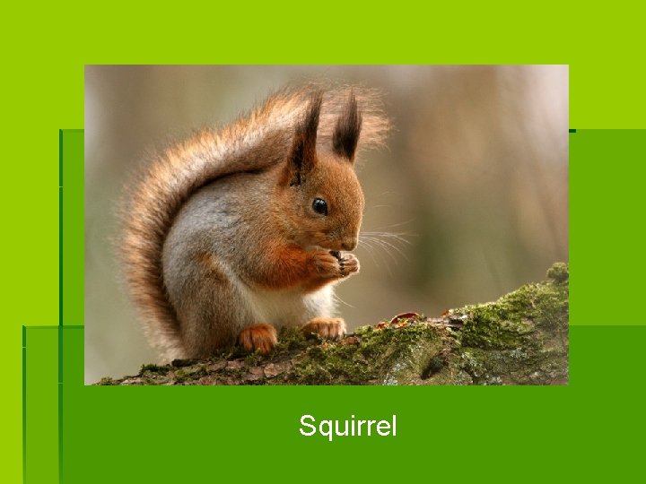 Squirrel 