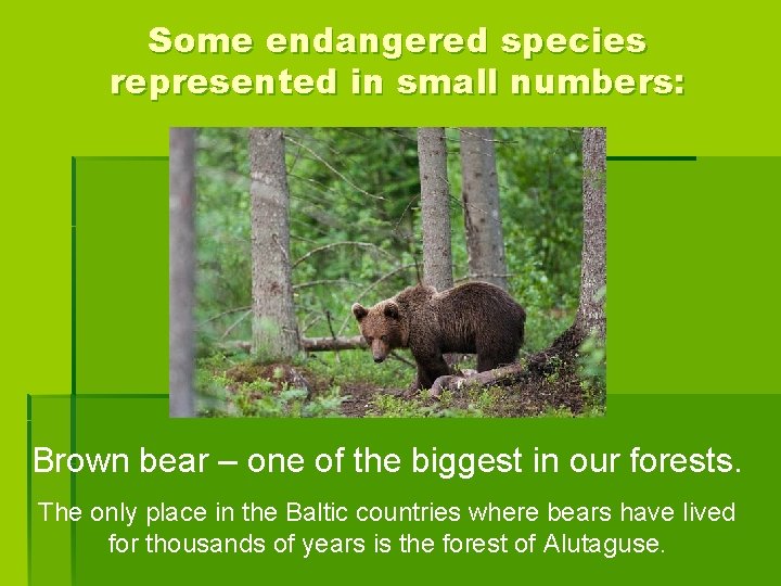 Some endangered species represented in small numbers: Brown bear – one of the biggest