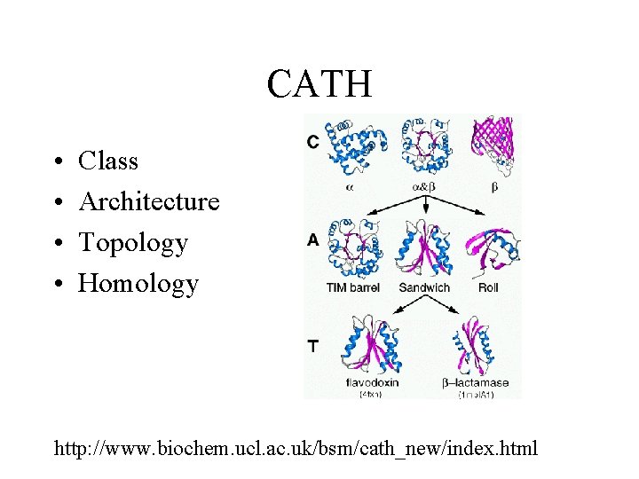 CATH • • Class Architecture Topology Homology http: //www. biochem. ucl. ac. uk/bsm/cath_new/index. html