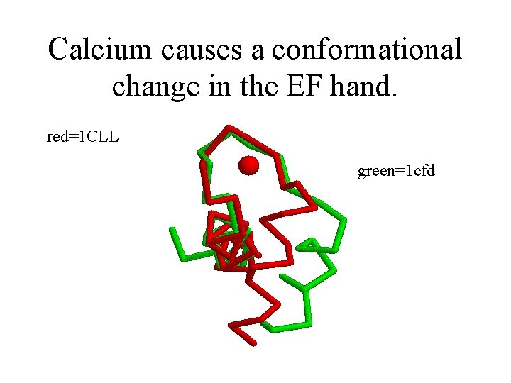 Calcium causes a conformational change in the EF hand. red=1 CLL green=1 cfd 