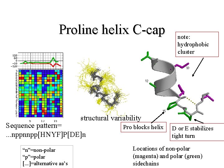Proline helix C-cap note: hydrophobic cluster structural variability Sequence pattern=. . . nppnnpp[HNYF]P[DE]n “n”=non-polar