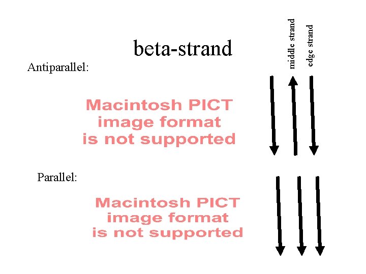 Parallel: edge strand middle strand Antiparallel: beta-strand 