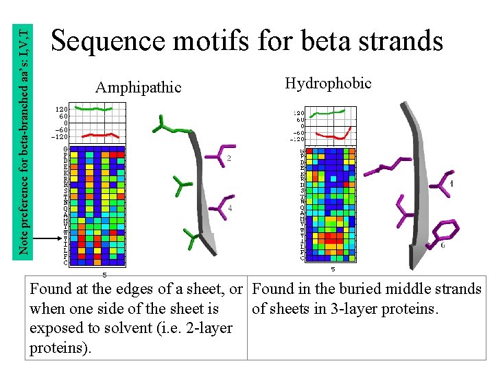Note preference for beta-branched aa’s: I, V, T Sequence motifs for beta strands Amphipathic