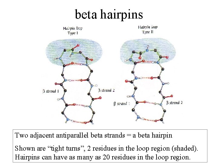 beta hairpins Two adjacent antiparallel beta strands = a beta hairpin Shown are “tight
