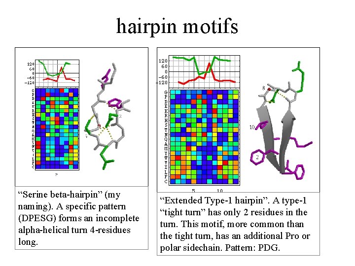 hairpin motifs “Serine beta-hairpin” (my naming). A specific pattern (DPESG) forms an incomplete alpha-helical