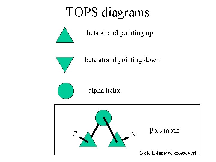 TOPS diagrams beta strand pointing up beta strand pointing down alpha helix C N