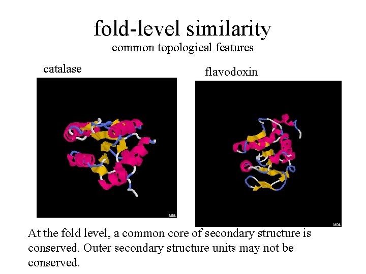 fold-level similarity common topological features catalase flavodoxin At the fold level, a common core