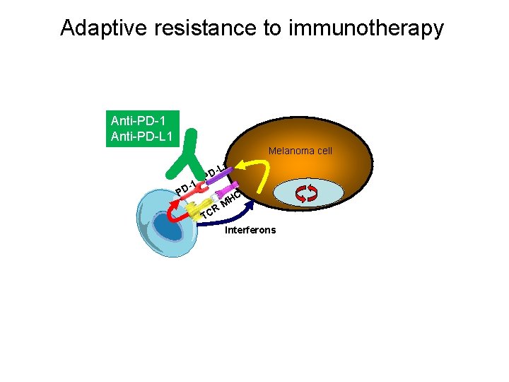 Adaptive resistance to immunotherapy Anti-PD-1 Anti-PD-L 1 Melanoma cell L 1 PD -1 PD