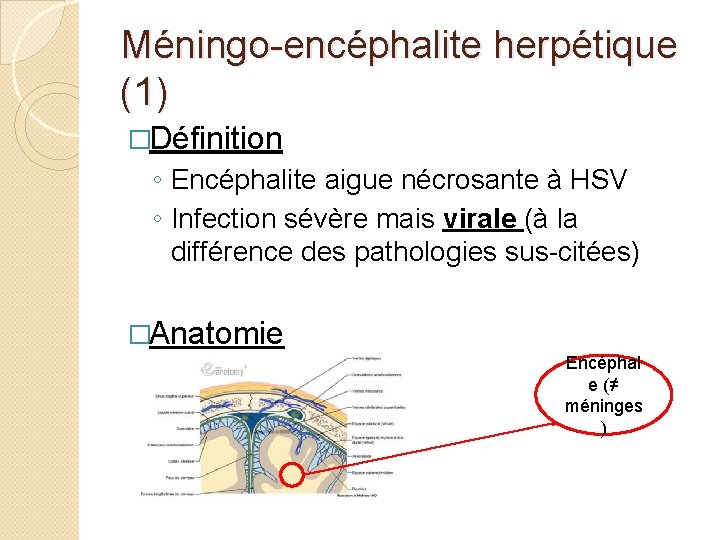 Méningo-encéphalite herpétique (1) �Définition ◦ Encéphalite aigue nécrosante à HSV ◦ Infection sévère mais