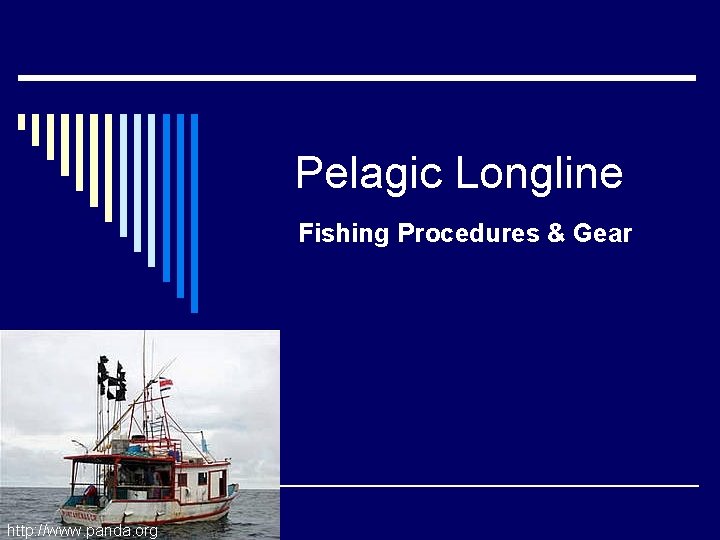 Pelagic Longline Fishing Procedures & Gear http: //www. panda. org 