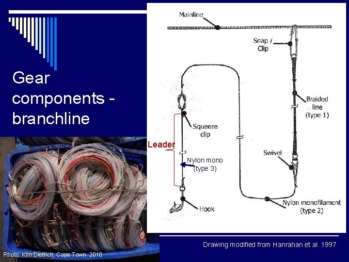 Gear components branchline Leader Nylon mono (type 3) Drawing modified from Hanrahan et al.