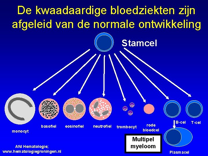 De kwaadaardige bloedziekten zijn afgeleid van de normale ontwikkeling Stamcel basofiel monocyt Afd Hematologie;