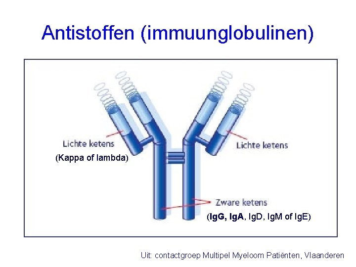Antistoffen (immuunglobulinen) (Kappa of lambda) (Ig. G, Ig. A, Ig. D, Ig. M of