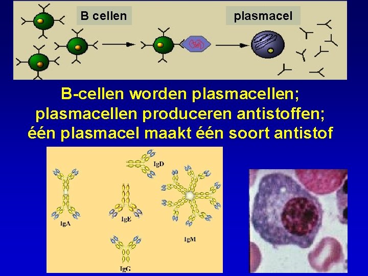 B cellen plasmacel B-cellen worden plasmacellen; plasmacellen produceren antistoffen; één plasmacel maakt één soort