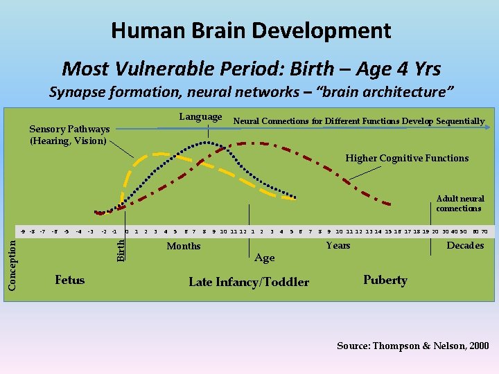 Human Brain Development Most Vulnerable Period: Birth – Age 4 Yrs Synapse formation, neural