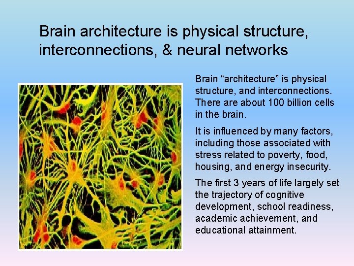 Brain architecture is physical structure, interconnections, & neural networks Brain “architecture” is physical structure,