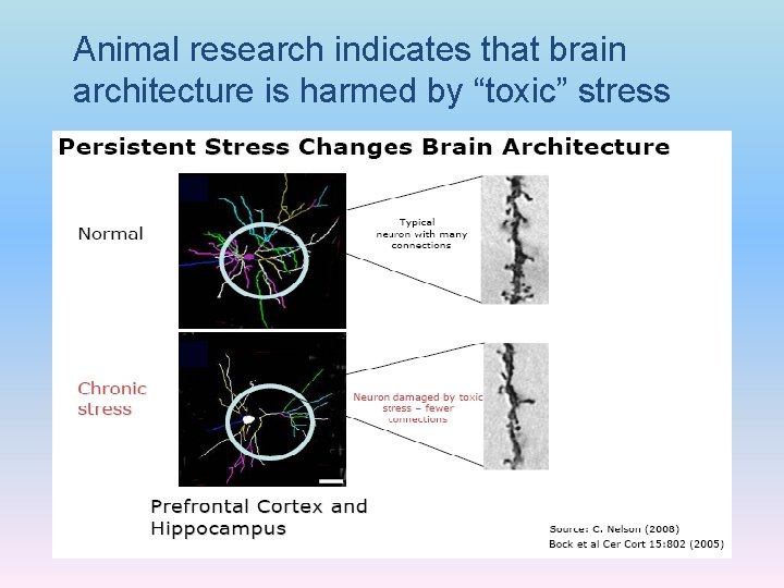 Animal research indicates that brain architecture is harmed by “toxic” stress 
