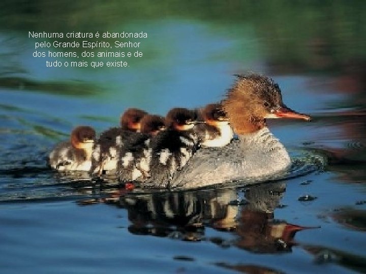 Nenhuma criatura é abandonada pelo Grande Espírito, Senhor dos homens, dos animais e de