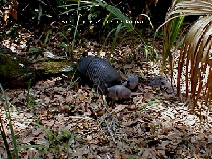 Para Ele, todos são iguais na Natureza. 