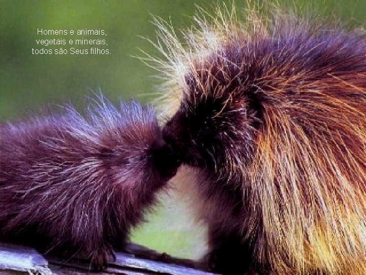 Homens e animais, vegetais e minerais, todos são Seus filhos. 