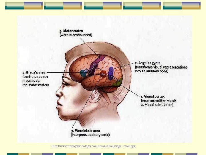 http: //www. rhsmpsychology. com/images/language_brain. jpg 