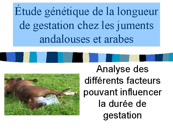 Étude génétique de la longueur de gestation chez les juments andalouses et arabes Analyse