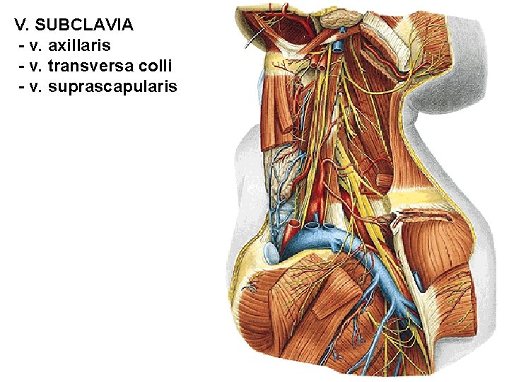 V. SUBCLAVIA - v. axillaris - v. transversa colli - v. suprascapularis 